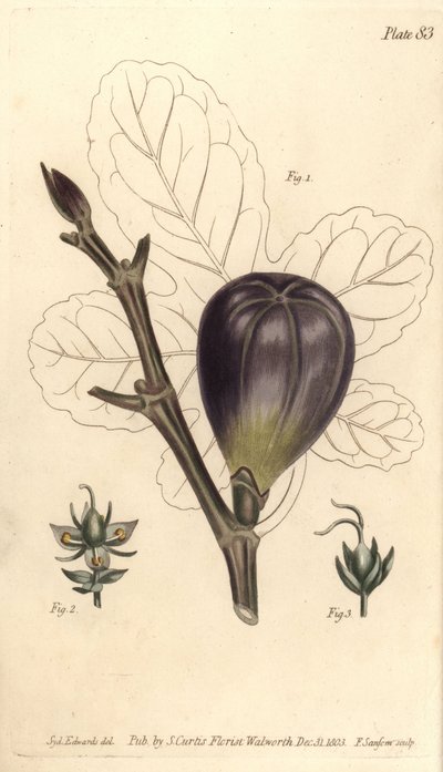 Fig with Hermaphrodite, Male and Female Flowers from William Curtis