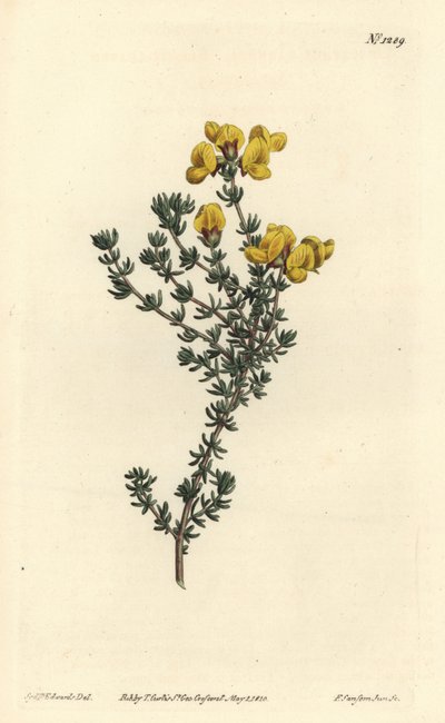 Fleshy-leaved aspalathus, Aspalathus carnosa by Sydenham Teast Edwards
