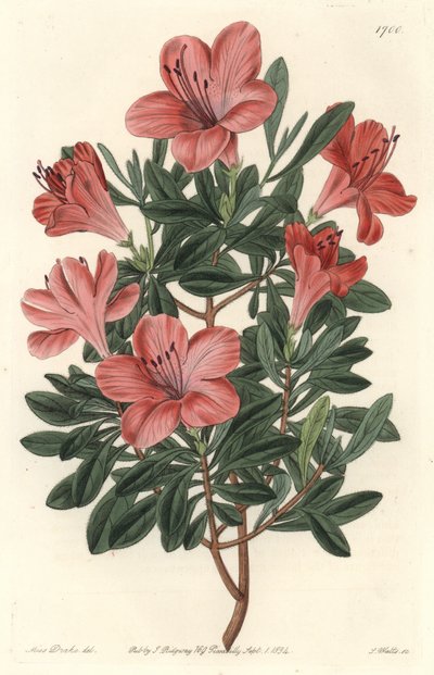 Florists Rhododendron or azalee - S. Watts strong water from an illustration by Sarah Anne Drake, from the Botanical Register by Sydenham Teast Edwards
