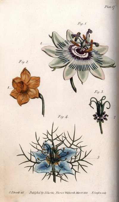 Flowers of Passion Fruit, Narcissus, and Nigella from Botanical Conferences, Lambeth Botanical Garden by Sydenham Teast Edwards