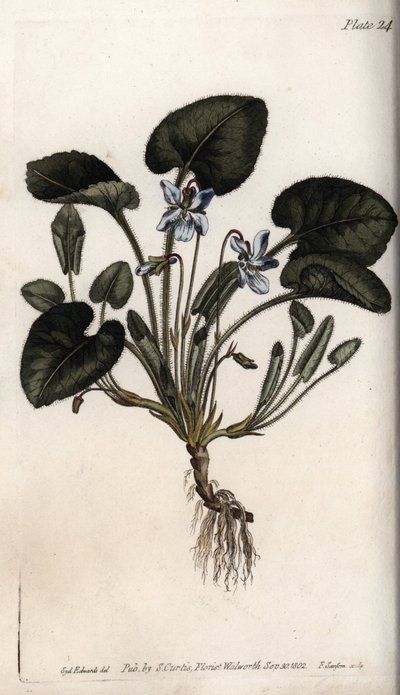 Fragrant Violet by Sydenham Teast Edwards