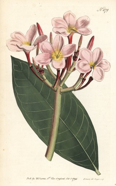 Frangipani by Sydenham Teast Edwards