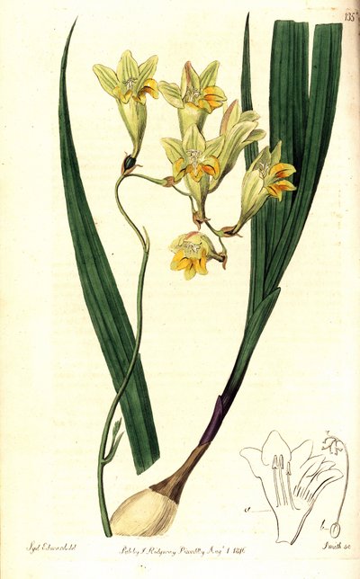 Freesia refracta (Reflex tritonia, Tritonia refracta). Handcoloured copperplate engraving by Smith after a botanical illustration by Sydenham Edwards from The Botanical Register, Ridgway, London by Sydenham Teast Edwards