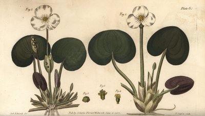 Frogbit, Hydrocharis morsus-ranae, Dioecia, female plant 1,4, male plant 2,3. by Sydenham Teast Edwards