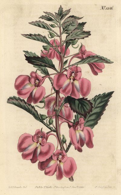 Garden Balsam by Sydenham Teast Edwards