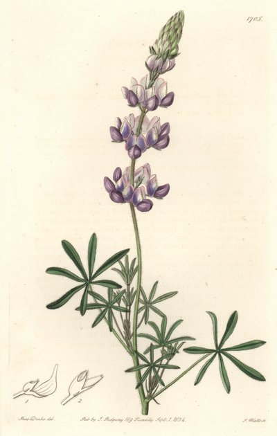 Garden Lupin, originally from California - S. Watts Strong Water from an illustration by Sarah Anne Drake, from the Botanical Register by Sydenham Teast Edwards