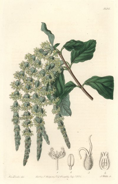 Garrya with Elliptical Leaves by Sydenham Teast Edwards