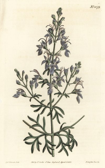 Great-flowered Germander from William Curtis