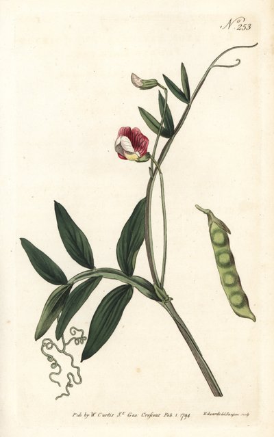 Spanish vetchling, Lathyrus clymenum (Jointed-podded lathyrus, Lathyrus articulatus). Handcoloured copperplate engraving by Sansom after an illustration by Sydenham Edwards from William Curtis