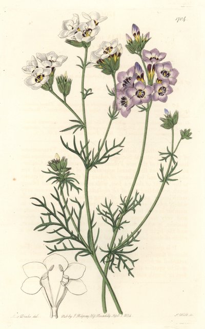 Gilia tricolor, white and purple varietes, native to California by Sydenham Teast Edwards