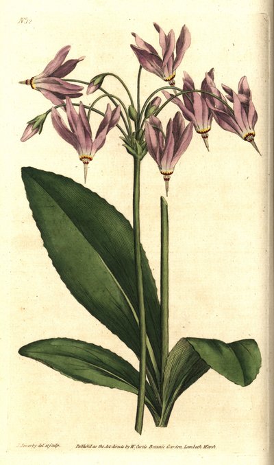 American cowslip or Mead