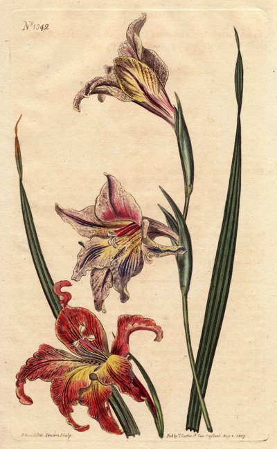 Large flowered cornflag or large brown afrikaner, with mottled flowers in scarlet and pale pink, native to South Africa. Gladiolus. by Sydenham Teast Edwards
