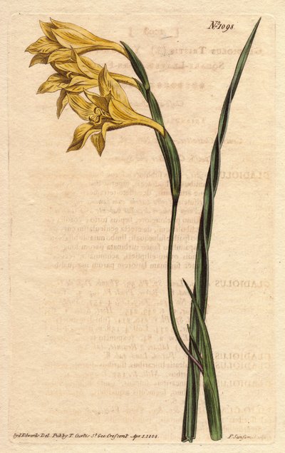 Glaieul has yellow flowers in epis and sword-shaped leaves. Yellow flowered, square-leaved cornflag. Gladiolus tristis. Illustration by Sydenham Edwards from William Curtis