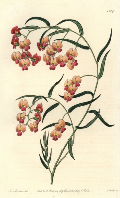 Glycine-leaved Dillwynia, Dillwynia Glycinifolia. Handcoloured Copperplate Engraving by S. Watts after an Illustration by Miss Sarah Drake from Sydenham Edwards