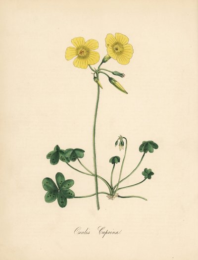 Goats-foot Wood Sorrel from William Curtis