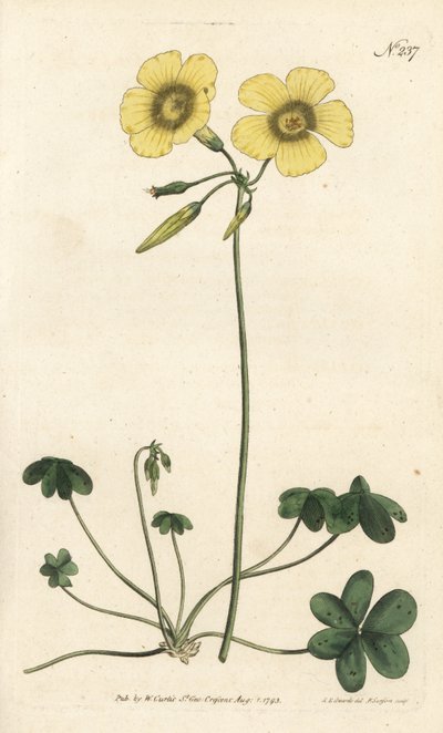 Goats-foot wood sorrel, Oxalis caprina. by Sydenham Teast Edwards