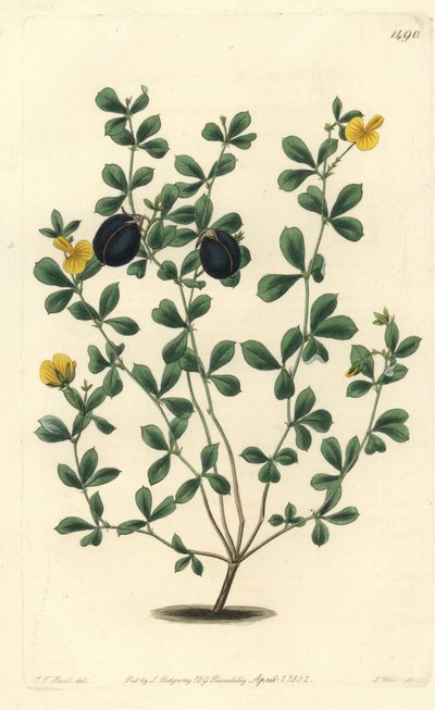 Thick-edged Gompholobium by Sydenham Teast Edwards