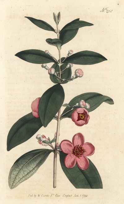 Gooseberry, Rhodomyrtus tomentosa by Sydenham Teast Edwards