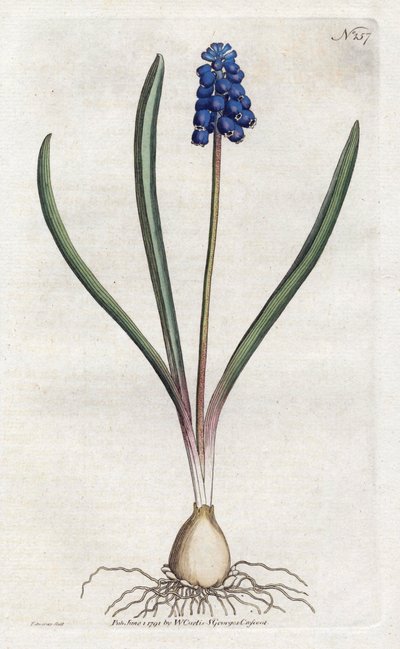 Grape hyacinth by Sydenham Teast Edwards