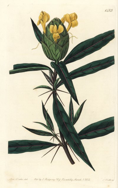 Hop-flowered barleria, Barleria lupulina by Sydenham Teast Edwards