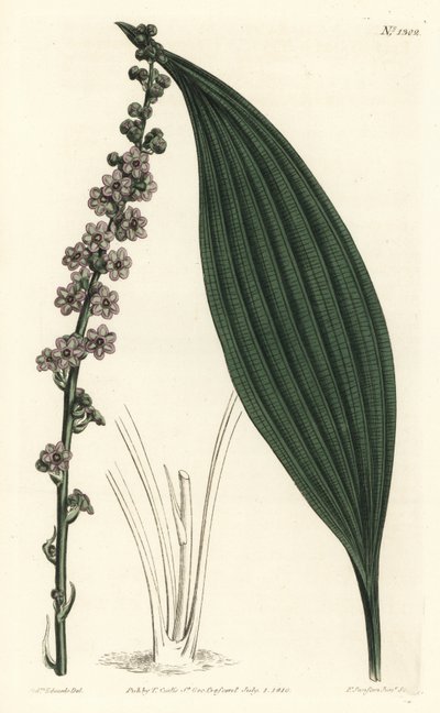 Green-flowered teta, Peliosanthes teta. Handcoloured copperplate engraving by F. Sansom Jr. after an illustration by Sydenham Edwards from William Curtis