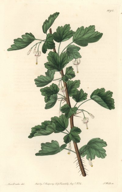 Currant, Native to North America - Engraved by S. Watts, from an illustration by Sarah Anne Drake, from the Botanical Register by Sydenham Teast Edwards