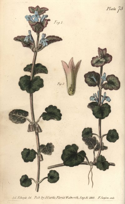 Ground ivy, Glechoma hederacea, Gymnospermia. Handcoloured copperplate engraving by F. Sansom of a botanical illustration by Sydenham Edwards for William Curtis