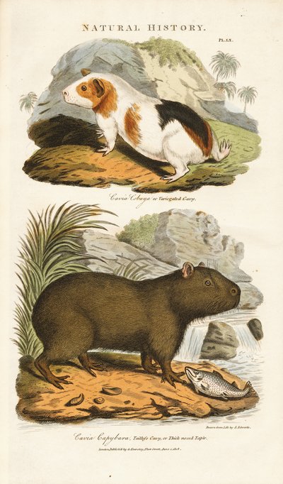 Guinea Pig and Capybara by Sydenham Teast Edwards