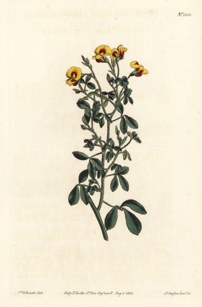 Hairy goodia, Goodia lotifolia var. pubescens (Goodia pubescens) by Sydenham Teast Edwards