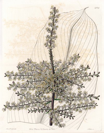 Hawaiian Spinard or Reed of India - Plate Engraved by S. Watts, from an Illustration by Sarah Anne Drake, from the Botanical Register of Sydenham Edwards by Sydenham Teast Edwards