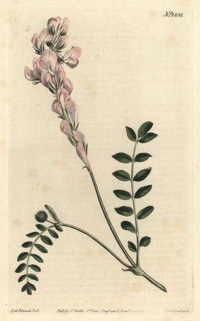 Hedysarum spinosissimum subsp. capitatum (sceptre-flowered hedysarum, Hedysarum capitatum) by Sydenham Teast Edwards