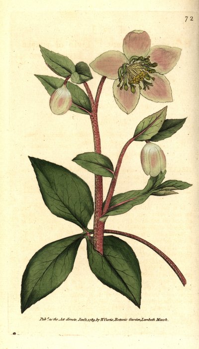 Livid Hellebore by Sydenham Teast Edwards