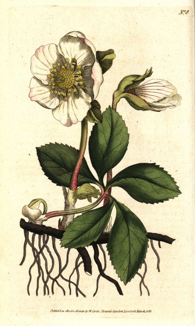Christmas rose or black hellebore, Helleborus niger. by Sydenham Teast Edwards