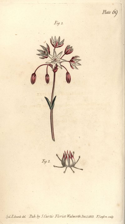 Hermaphrodite Flower with Seven Pistilla, Heptagynia, Septas Capensis by Sydenham Teast Edwards