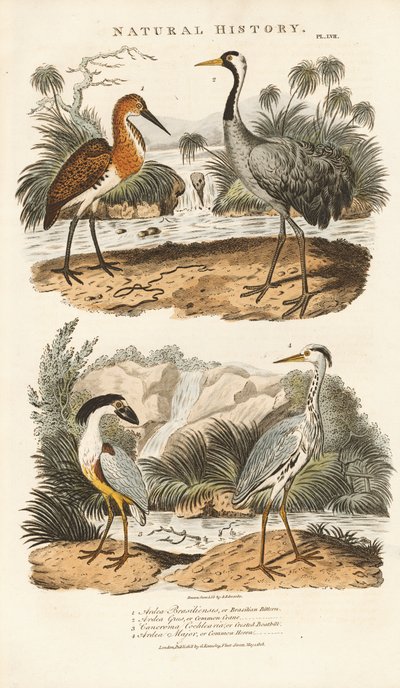 Herons and Cranes in Their Wetland Habitats by Sydenham Teast Edwards
