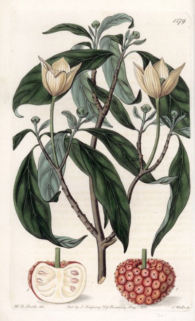 Himalayan Dogwood by Sydenham Teast Edwards