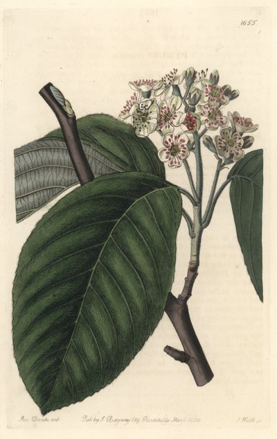 Himalayan Mountain Ash - S. Watts Strong Water from an Illustration by Sarah Anne Drake, from the Botanical Register by Sydenham Teast Edwards