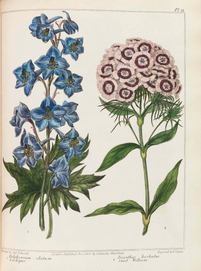 Illustration from Practical Gardening by Alexander McDonald by Sydenham Teast Edwards