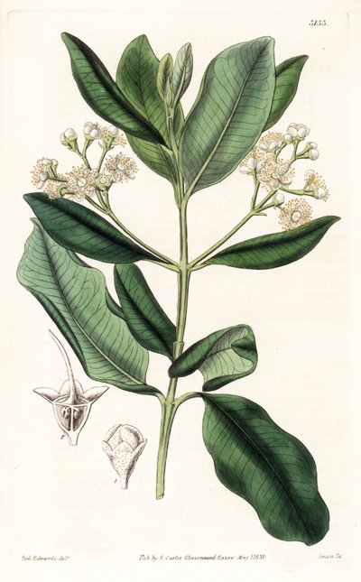 Indian Wood - Bay rum tree, Pimenta racemosa by Sydenham Teast Edwards