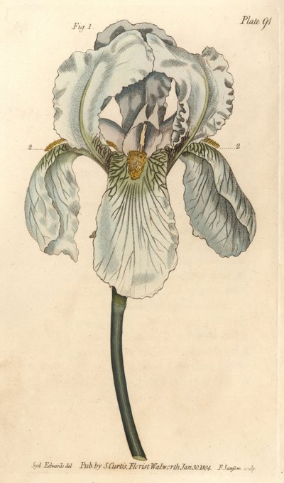 Iris Florentina, Iris Germanica Nothovar by Sydenham Teast Edwards