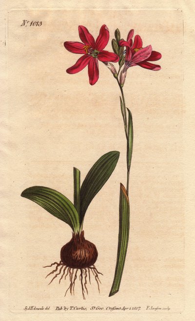 Ixia pink, of the South African lilies family, described with bulb and leaves by Sydenham Teast Edwards