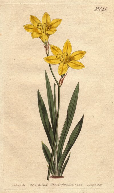 Ixia Sulfur Color with Bright Lemon Yellow Flowers by Sydenham Teast Edwards