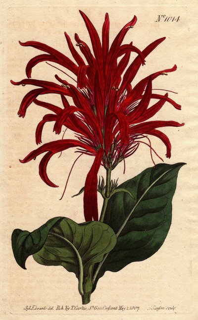 Justicia Plant with Shiny Leaves and Bright Crimson Flowers, Native to Barbados by Sydenham Teast Edwards
