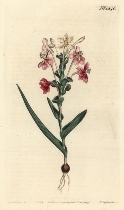 Lapeirousia pyramidalis (Leafy-spiked lapeyrousia, Lapeyrousia fissifolia). Handcoloured copperplate engraving by F. Sansom Jr. after an illustration by Sydenham Edwards from William Curtis
