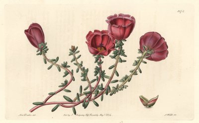 Large-Flowered Purslane by Sydenham Teast Edwards