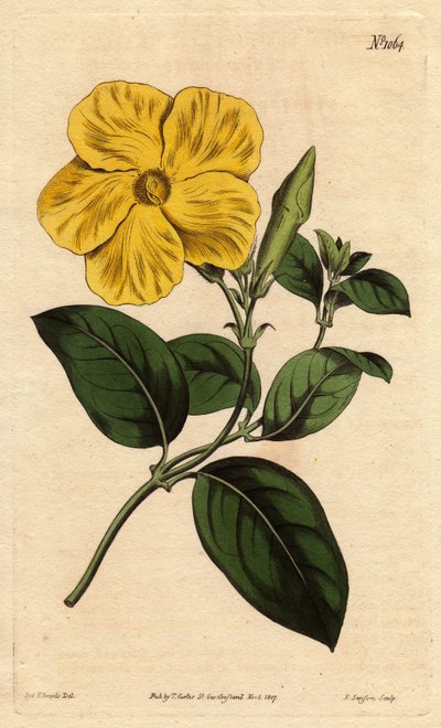 Large Bright Yellow Savannah Flower by Sydenham Teast Edwards