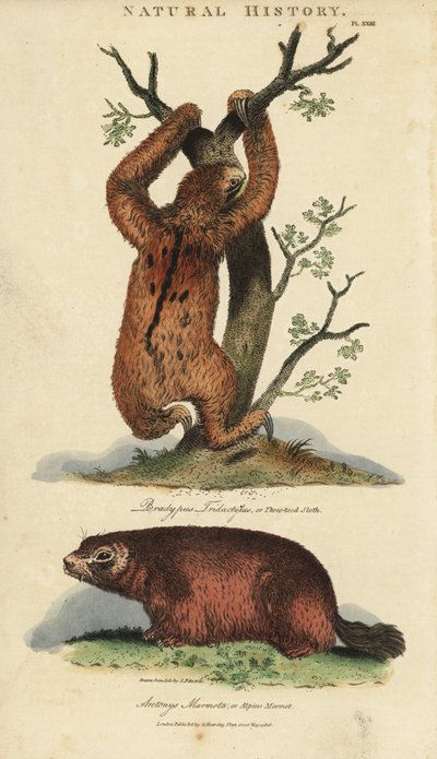 Three-Toed Sloth and Alpine Marmot by Sydenham Teast Edwards