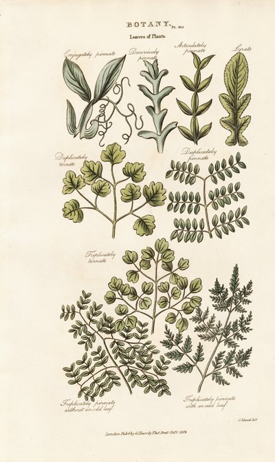 Leaf Forms and Arrangements by Sydenham Teast Edwards