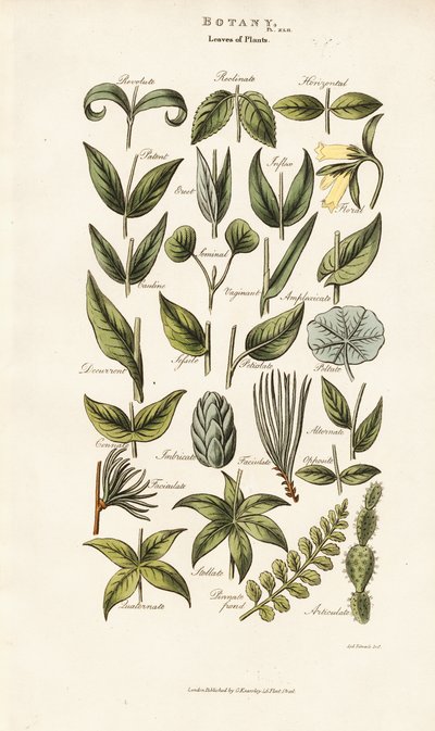 Leaf Forms and Arrangements by Sydenham Teast Edwards