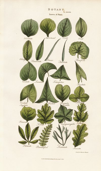 Leaf Forms in Botanical Morphology by Sydenham Teast Edwards